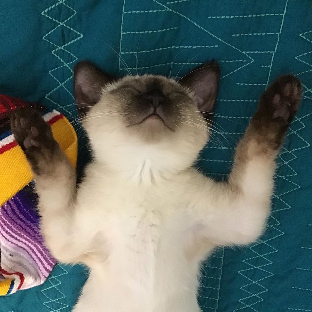 Siamese Cat sleeping on its back