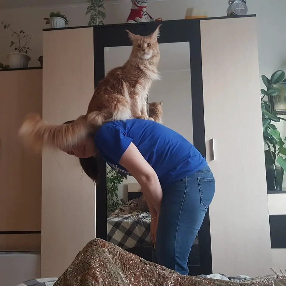 Maine Coon Cat sitting on the back of a girl