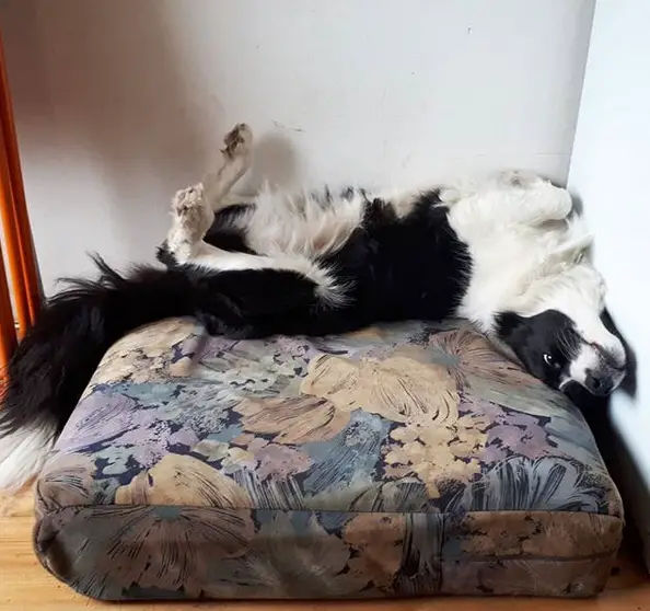 A Border Collie lying on its back on its bed