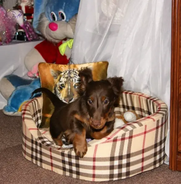 A Dachshund puppy lying on its bed