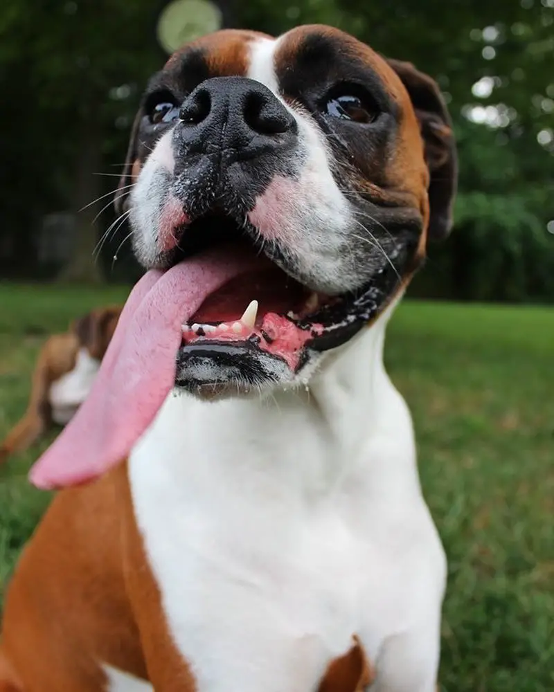A Boxer sitting in the yard with its tongue sticking out
