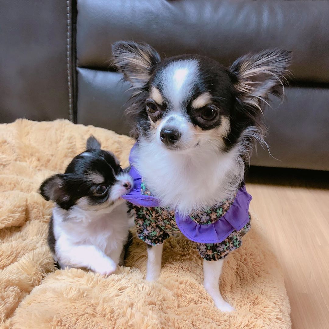 Chihuahua sitting on the carpet with a puppy biting her dress
