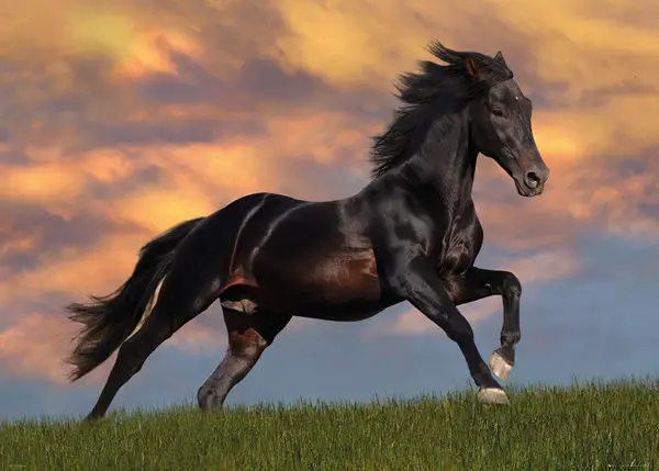 elegant looking horse running on a green grass under the sunset sky