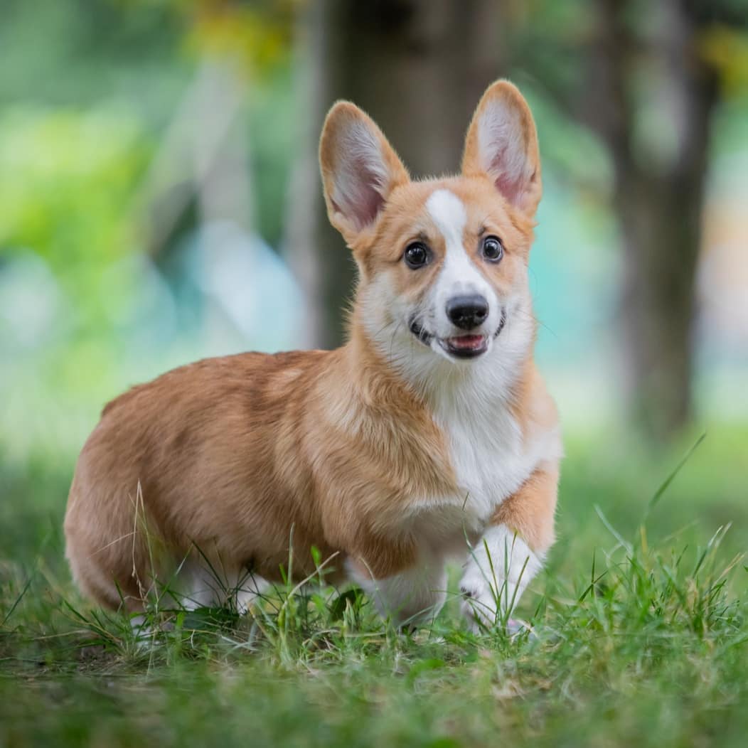 A Corgi walking on the grass in the forest