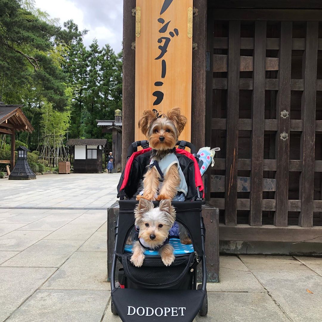 two Yorkshire Terrier in a stroller