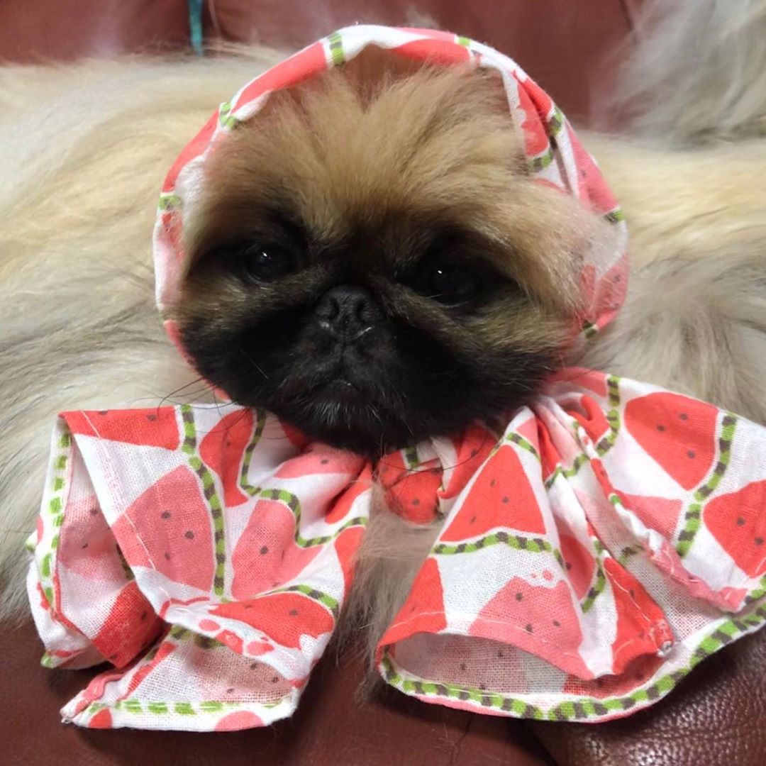 A Pekingese with a watermelon printed scarf tied around its head