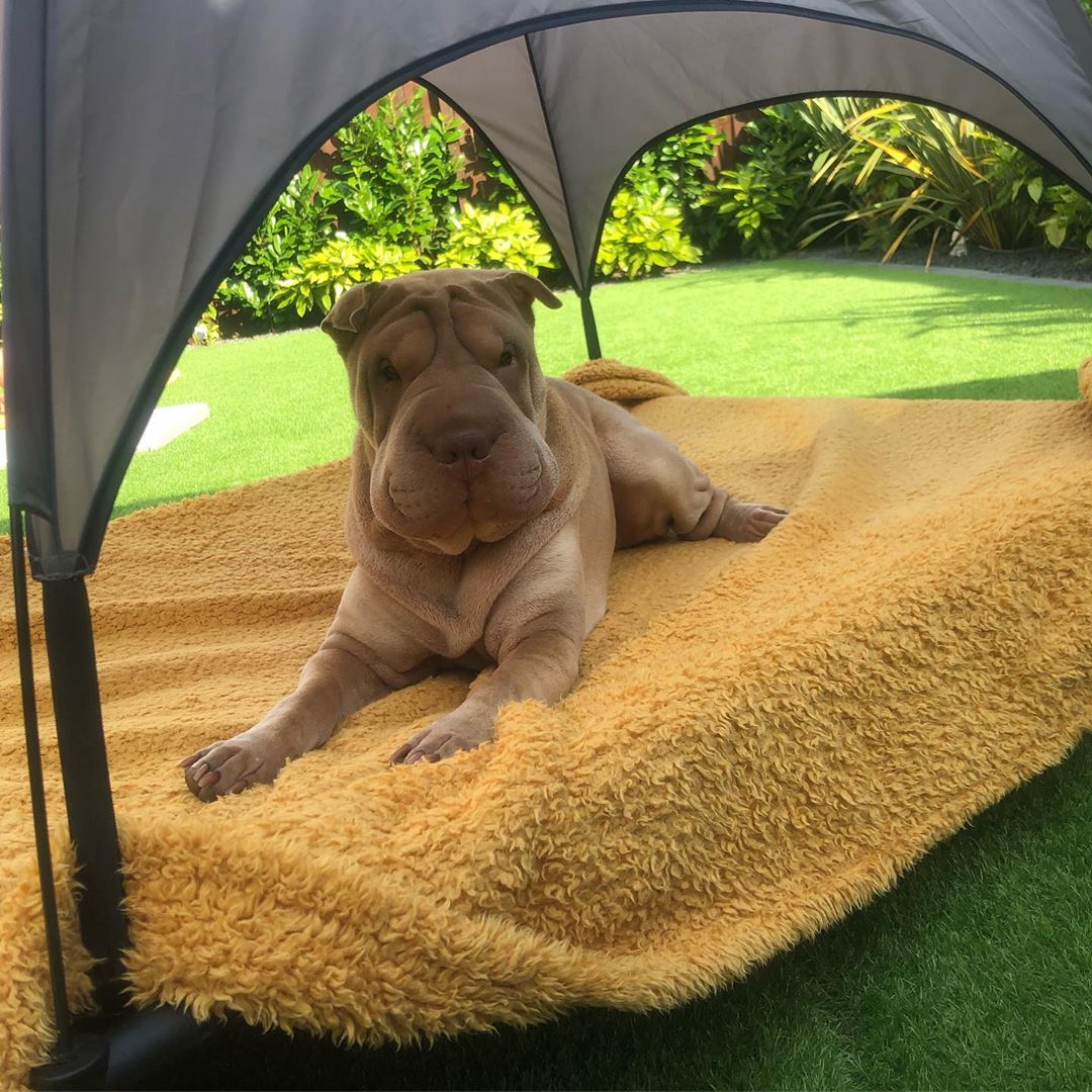 A Shar Pei lying inside the tent in the yard