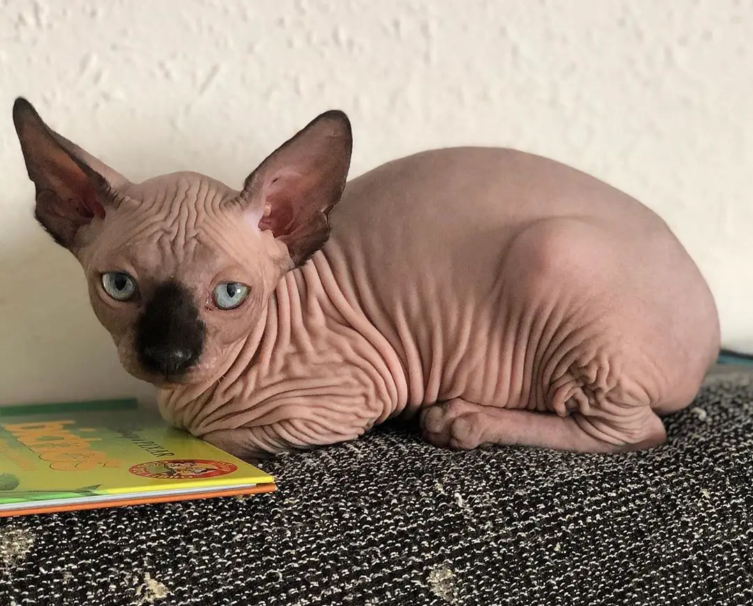 Sphynx Cat lying on top of the couch
