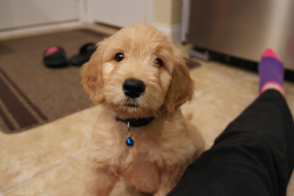 Labradoodle puppy sitting on the floor while looking