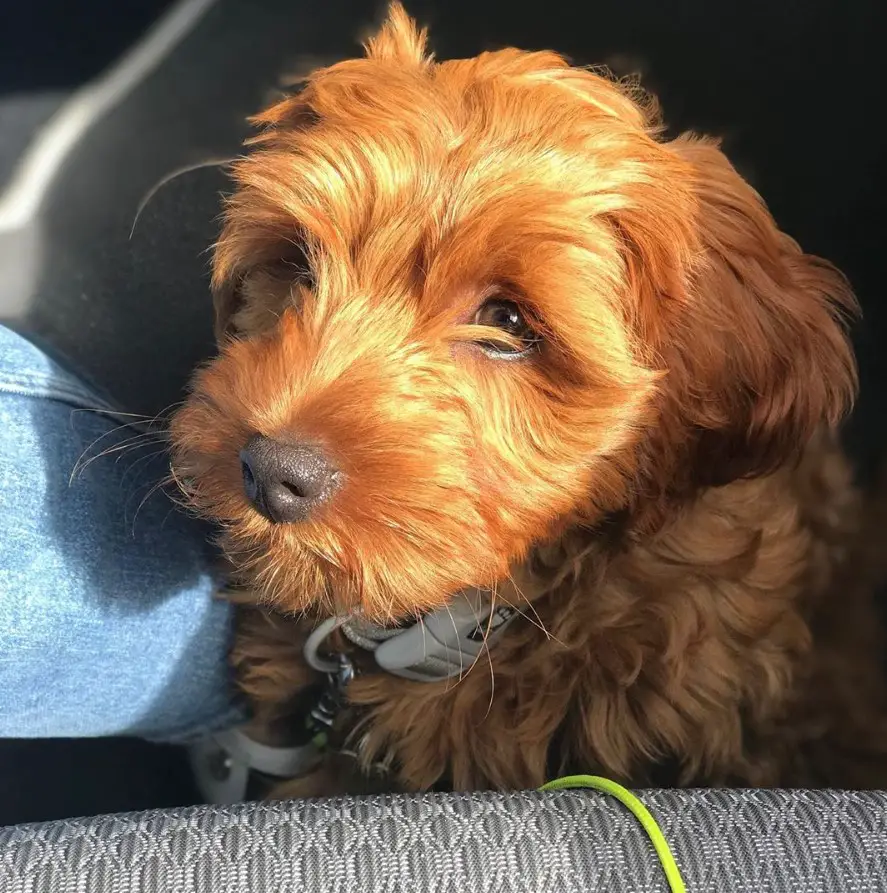 golden Labradoodle with adorable face under the sun inside the car