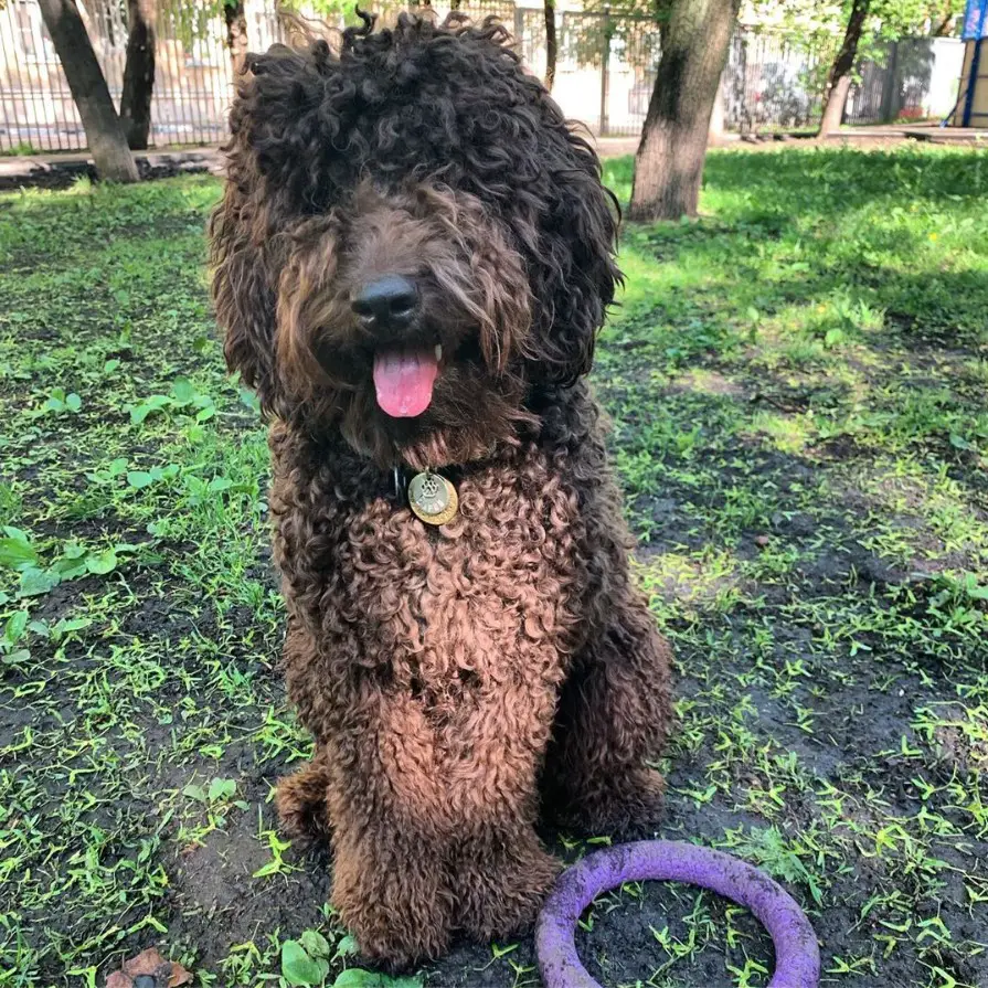 Labradoodle sitting outdoors with its ring toy
