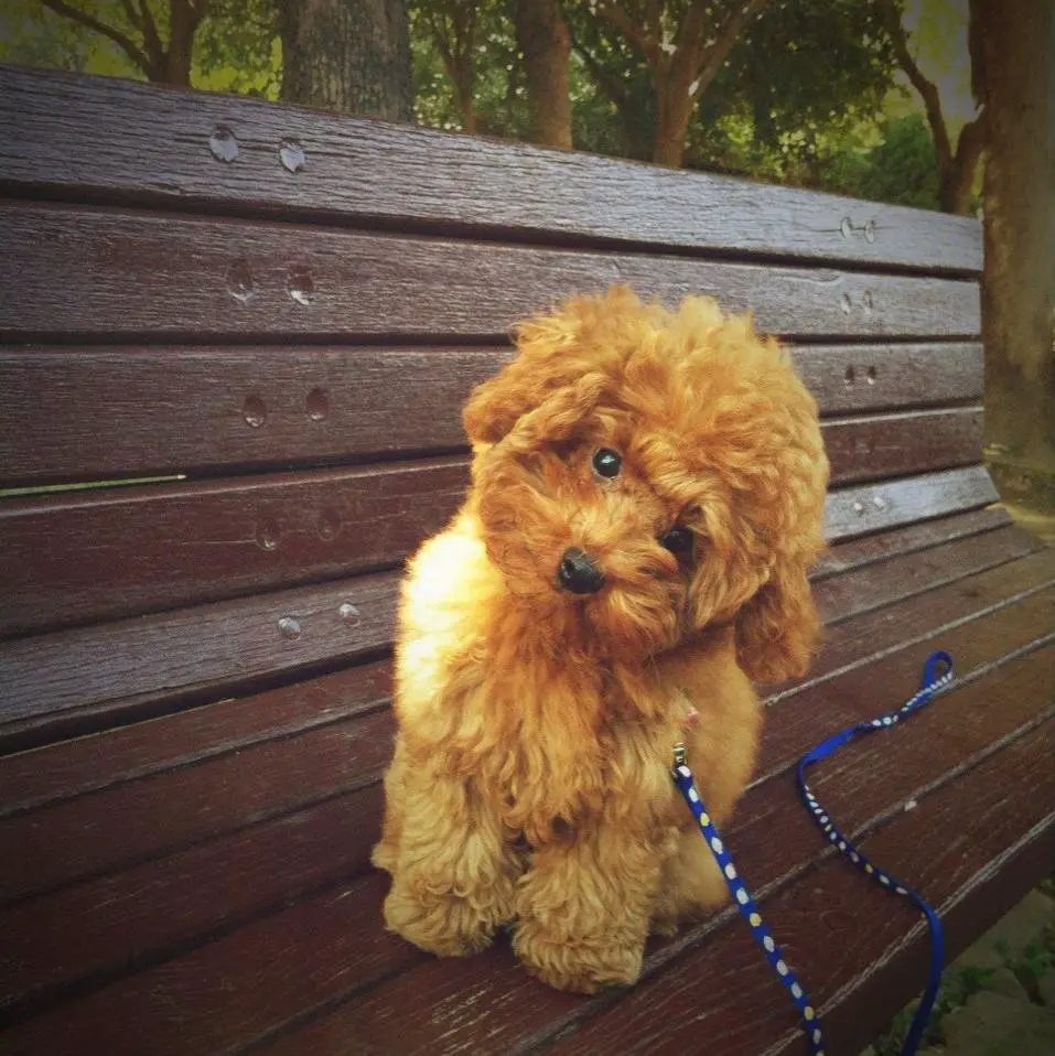 Labradoodle puppy sitting on the bench while tilting its head