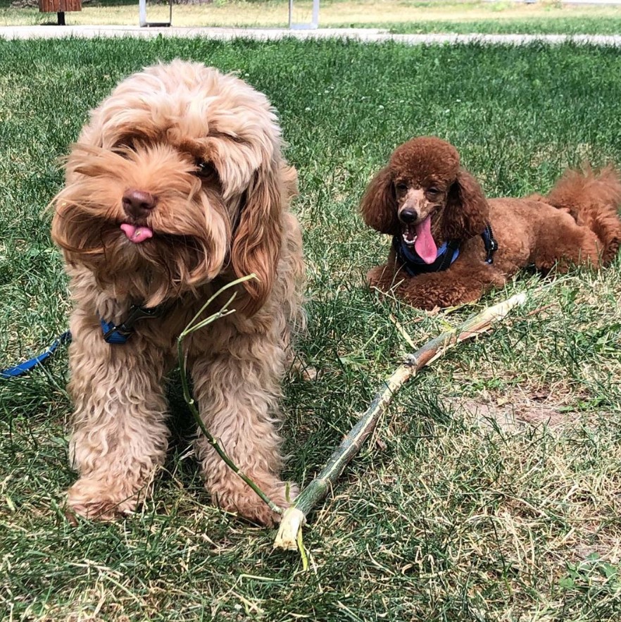 Labradoodle at the park with its tongue sticking out