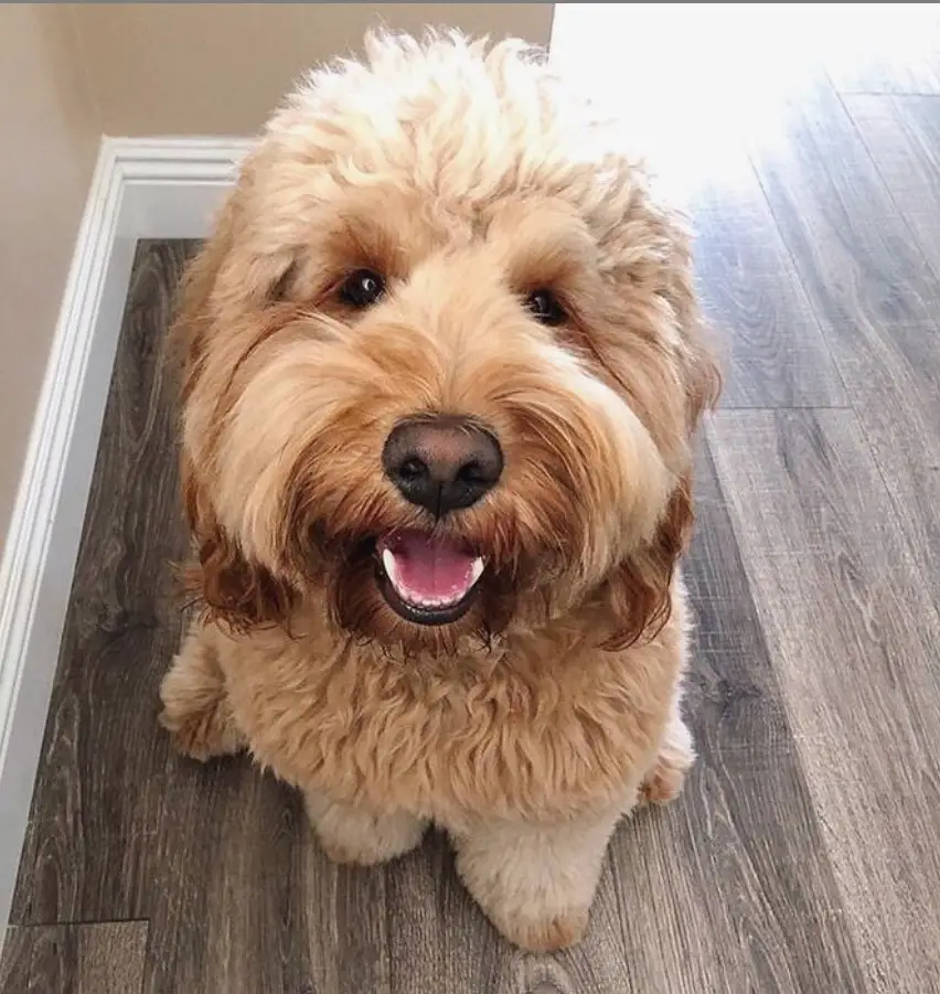 Labradoodle sitting on the floor while smiling