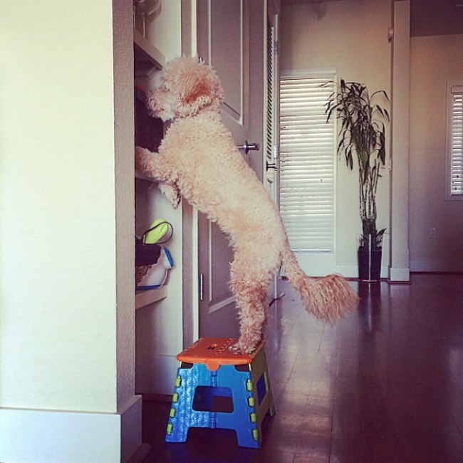 Labradoodle standing on a chair while checking the closet