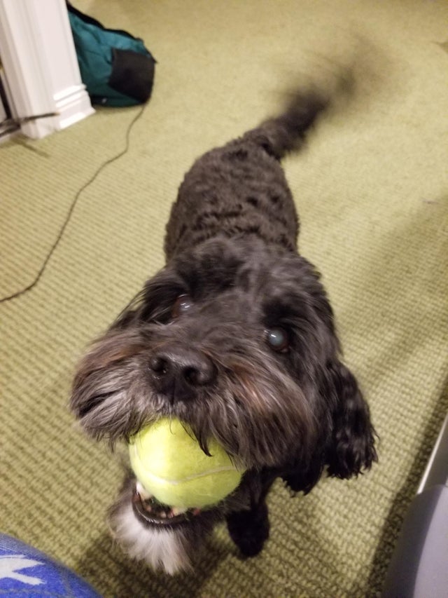 brown Labradoodle with ball in its mouth