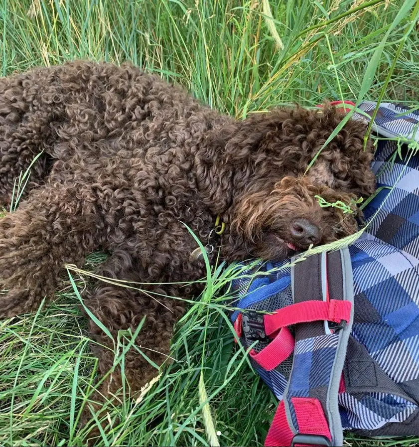 Labradoodle sleeping on the long green grass with its head on a bag as pillow