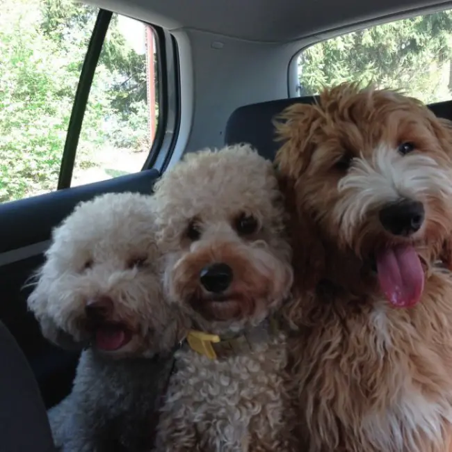 three Labradoodle happily riding in the car
