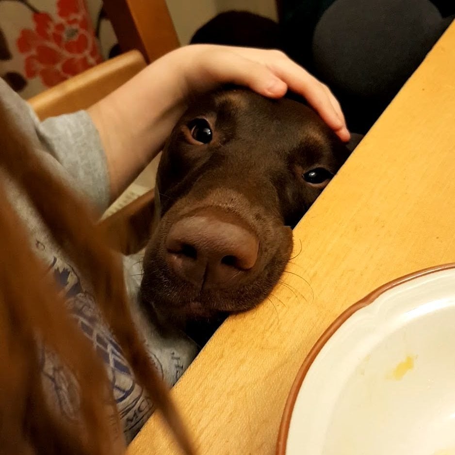 A Labrador sitting behind the table while being pet by a person sitting on the chair