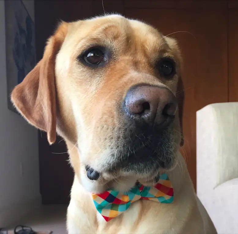 A Labrador wearing a colorful bow tie while sitting on the floor