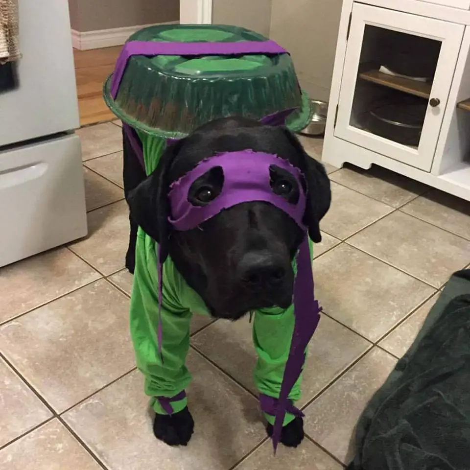 A Labrador wearing ninja turtle costume while standing on the floor