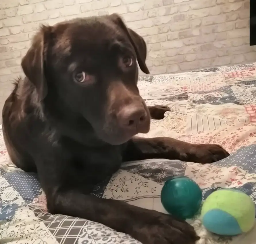 A Labrador lying on the bed with two balls in its mouth