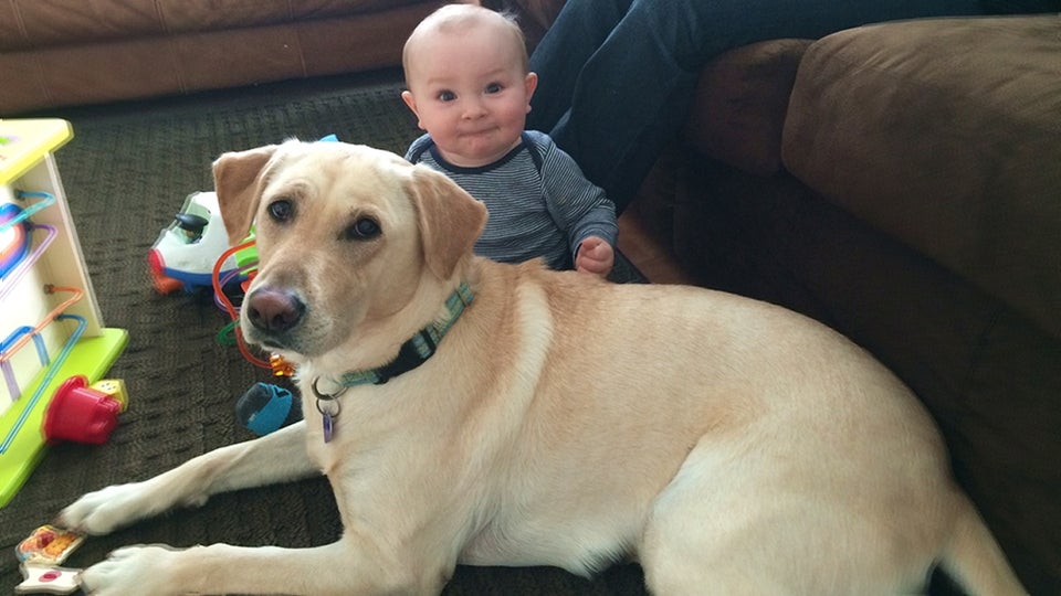 A Labrador lying on the floor with a baby behind him