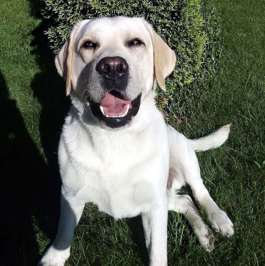 A Labrador sitting on the grass while smiling