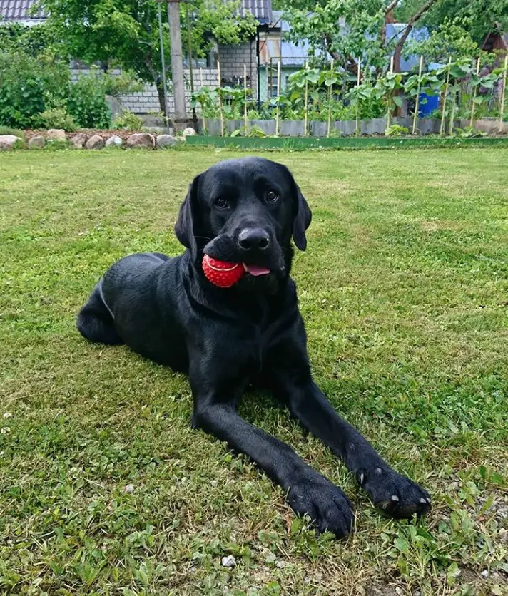 A black Labrador lying in the yard with a ball in its mouth