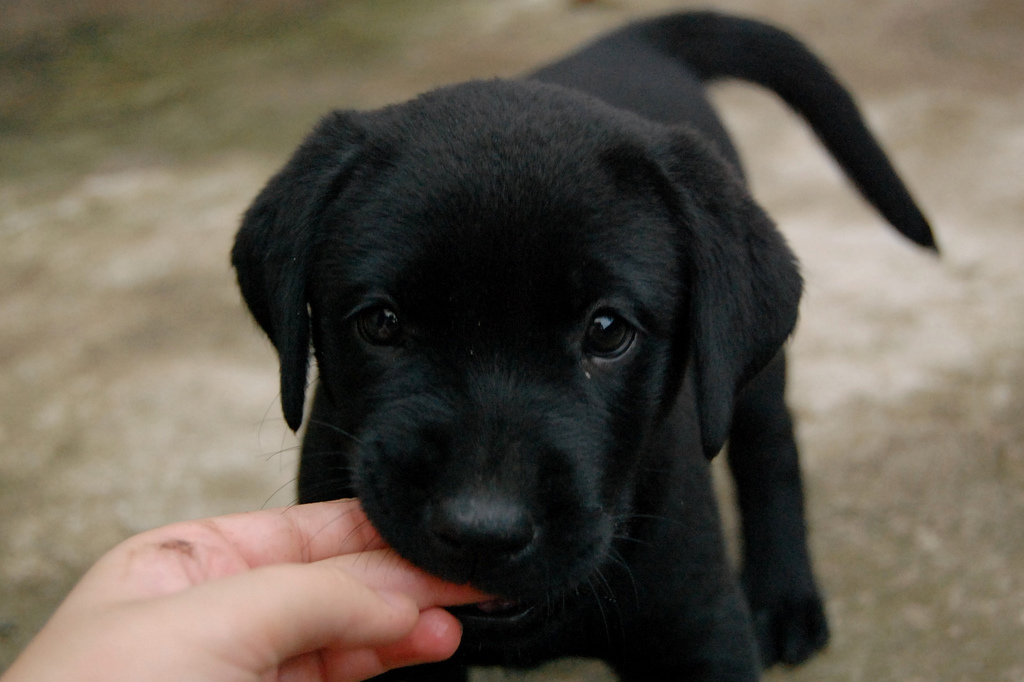 A black Labrador puppy biting the finger of the woman