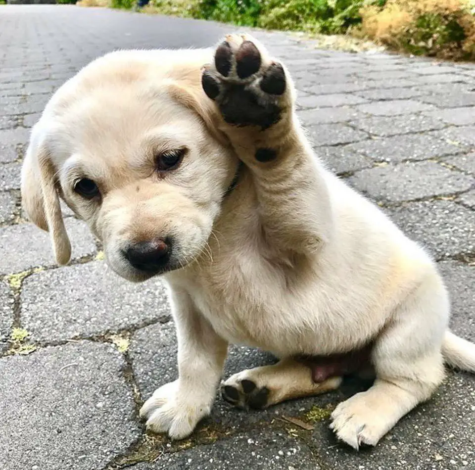 A yellow Labrador puppy sitting on the pavement while raising its paw