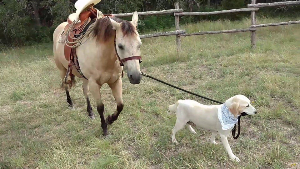 A yellow Labrador pulling the horse in the yard