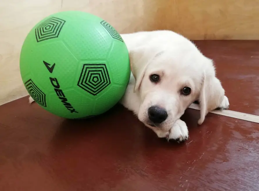 A white Labrador lying on the floor next to a green ball