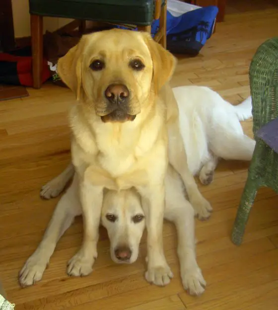 A Labrador sitting on top of another Labrador lying on the floor