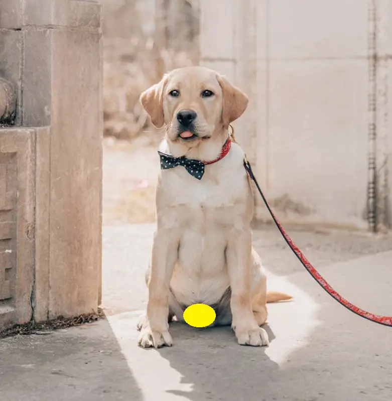 A yellow labrador sitting on the pavement