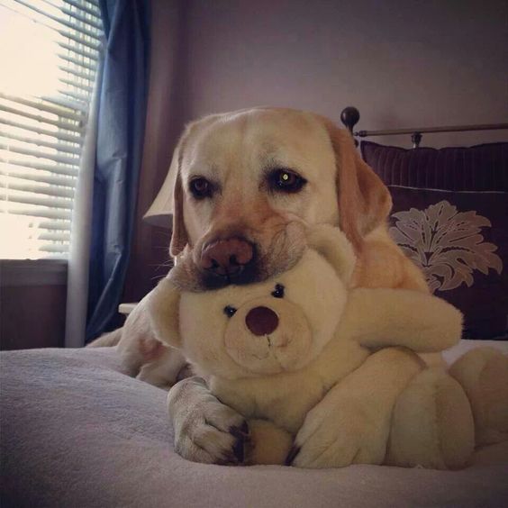 A Labrador lying on the bed while biting its teddy bear