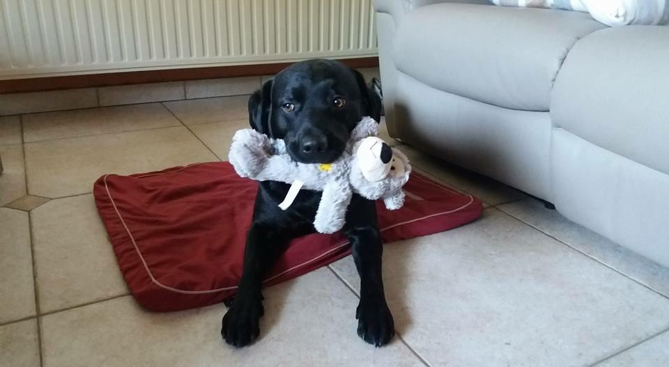 A black Labrador lying on its bed with a teddy bear stuffed toy in its mouth