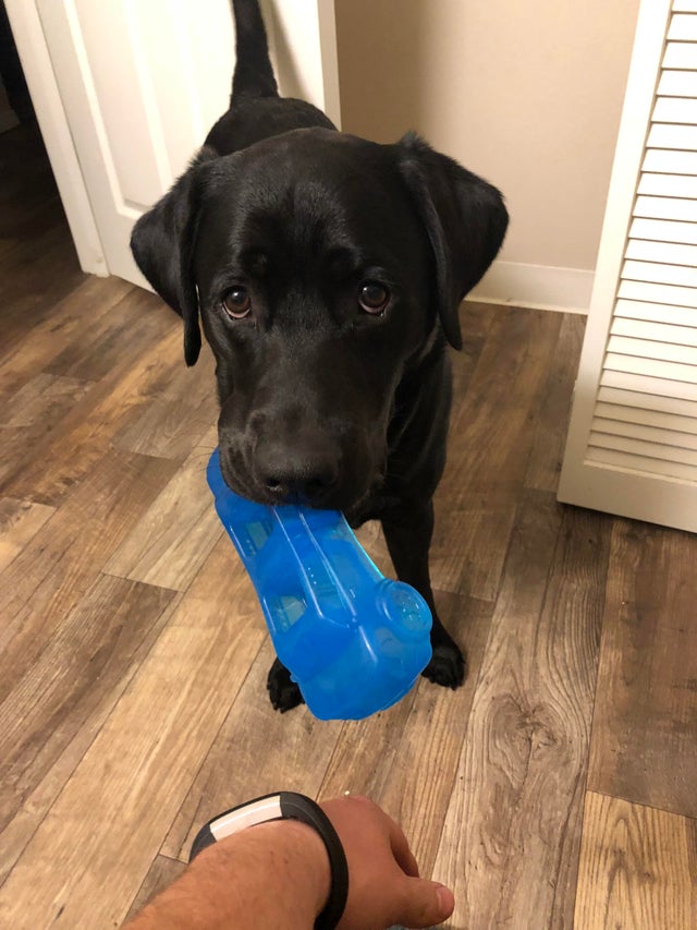 A black Labrador standing on the floor with toy in its mouth