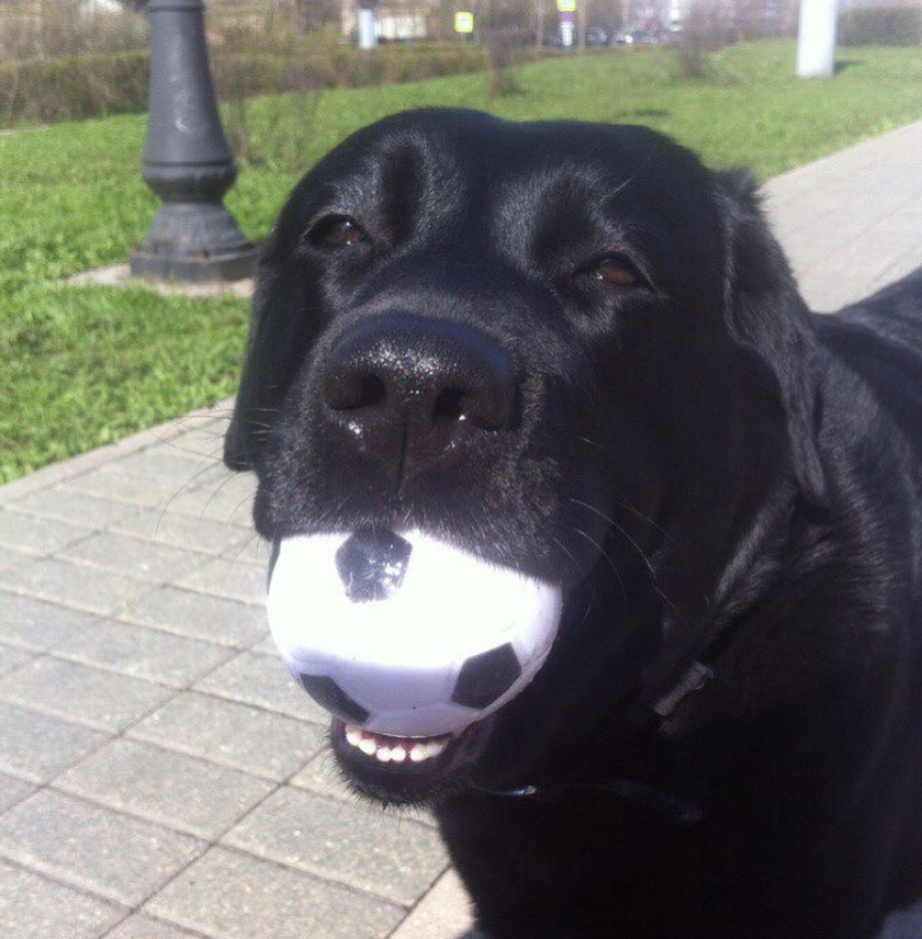 A Labrador standing on the pavement pathway with a ball in its mouth