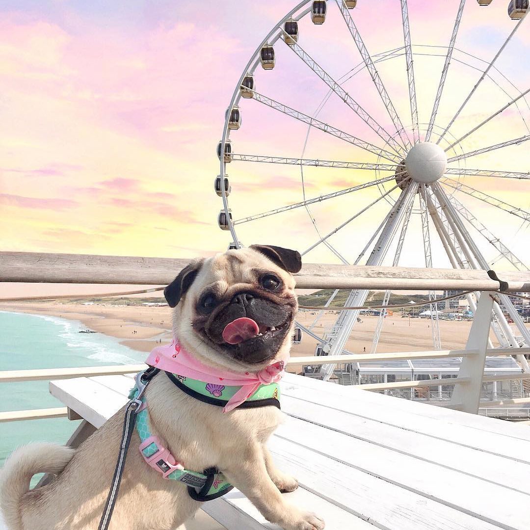 A happy Pug leaning towards the table with a ferris wheel behind him on a sunset