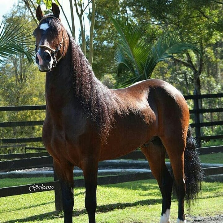 brown Horse in the yard inside the fence