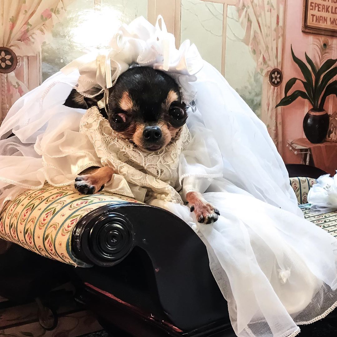 Chihuahua in her wedding dress while lying on the couch