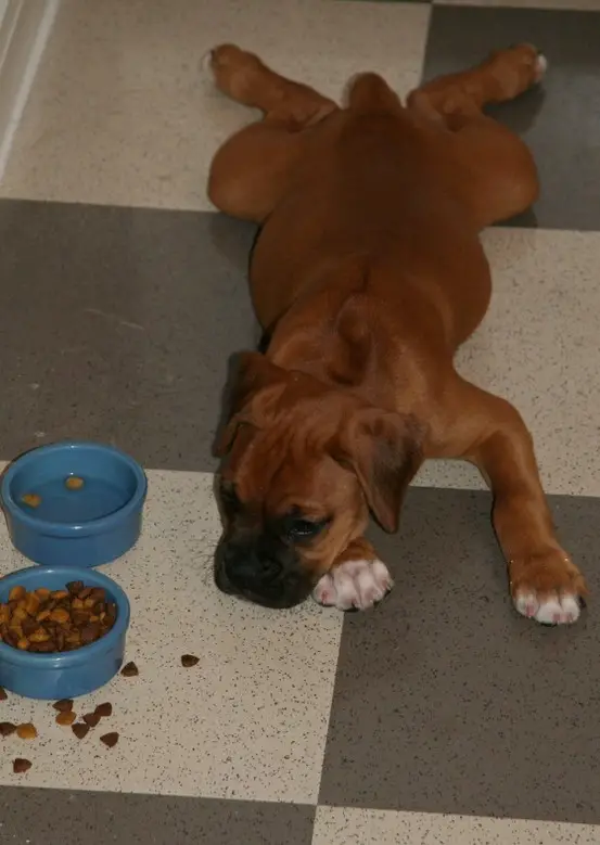 A Boxer puppy lying on the floor next to its bowl of food and water