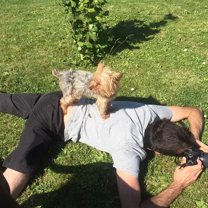 A man lying on the grass taking a photo while a Yorkshire Terrier standing on top of his back