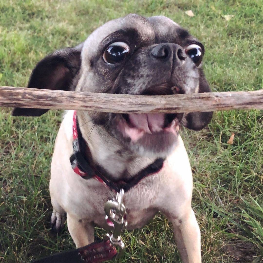 A Pug in the yard catching a stick