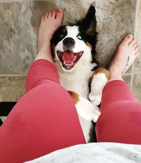 A smiling Bernese Mountain Dog lying on its back on the floor in between the legs of woman standing on the floor