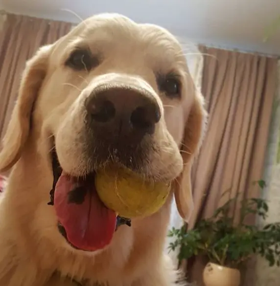 Golden Retriever holding a ball with its mouth