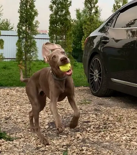 Weimaraner jumping by the car with ball in its mouth