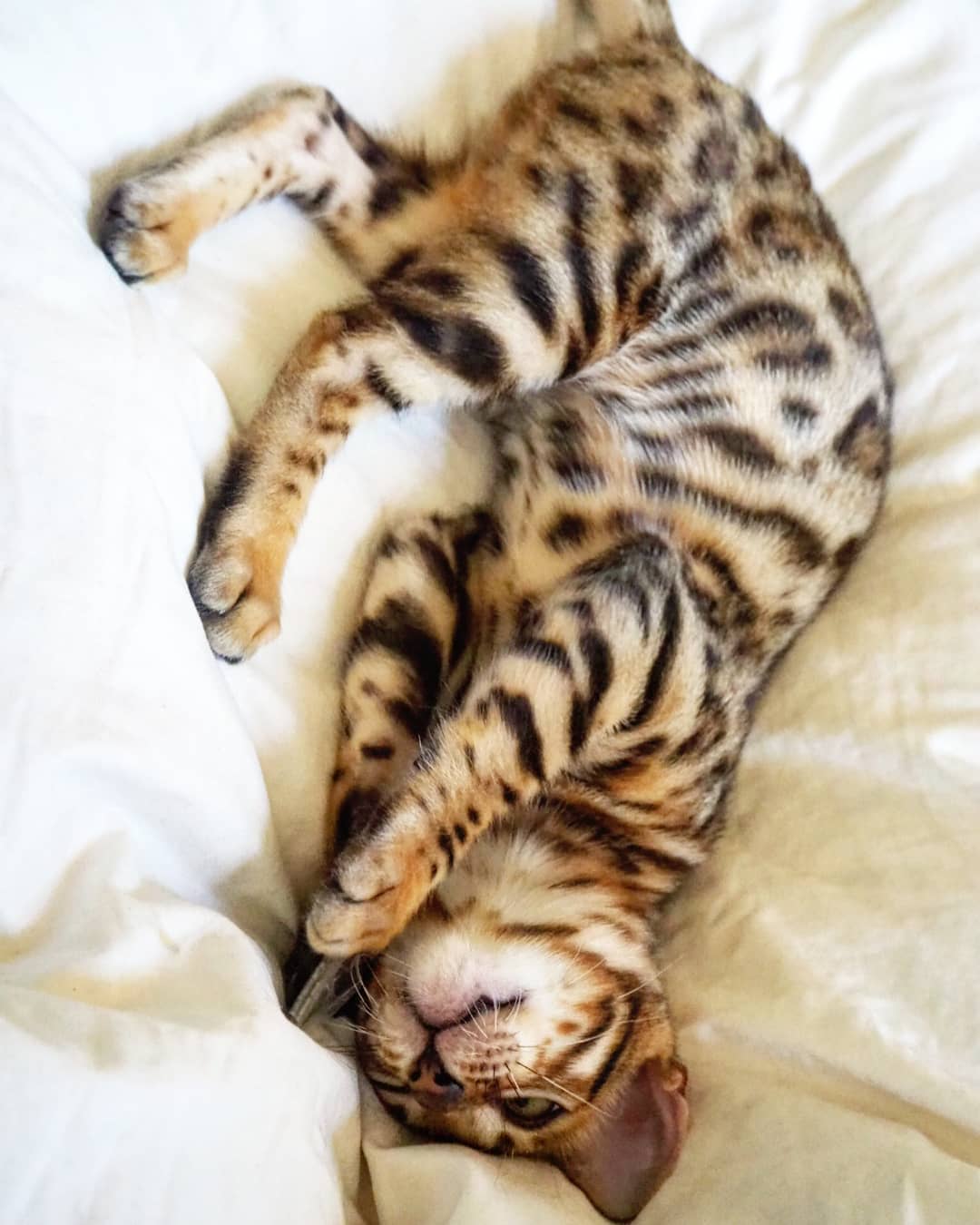 Bengal Cat lying on the bed