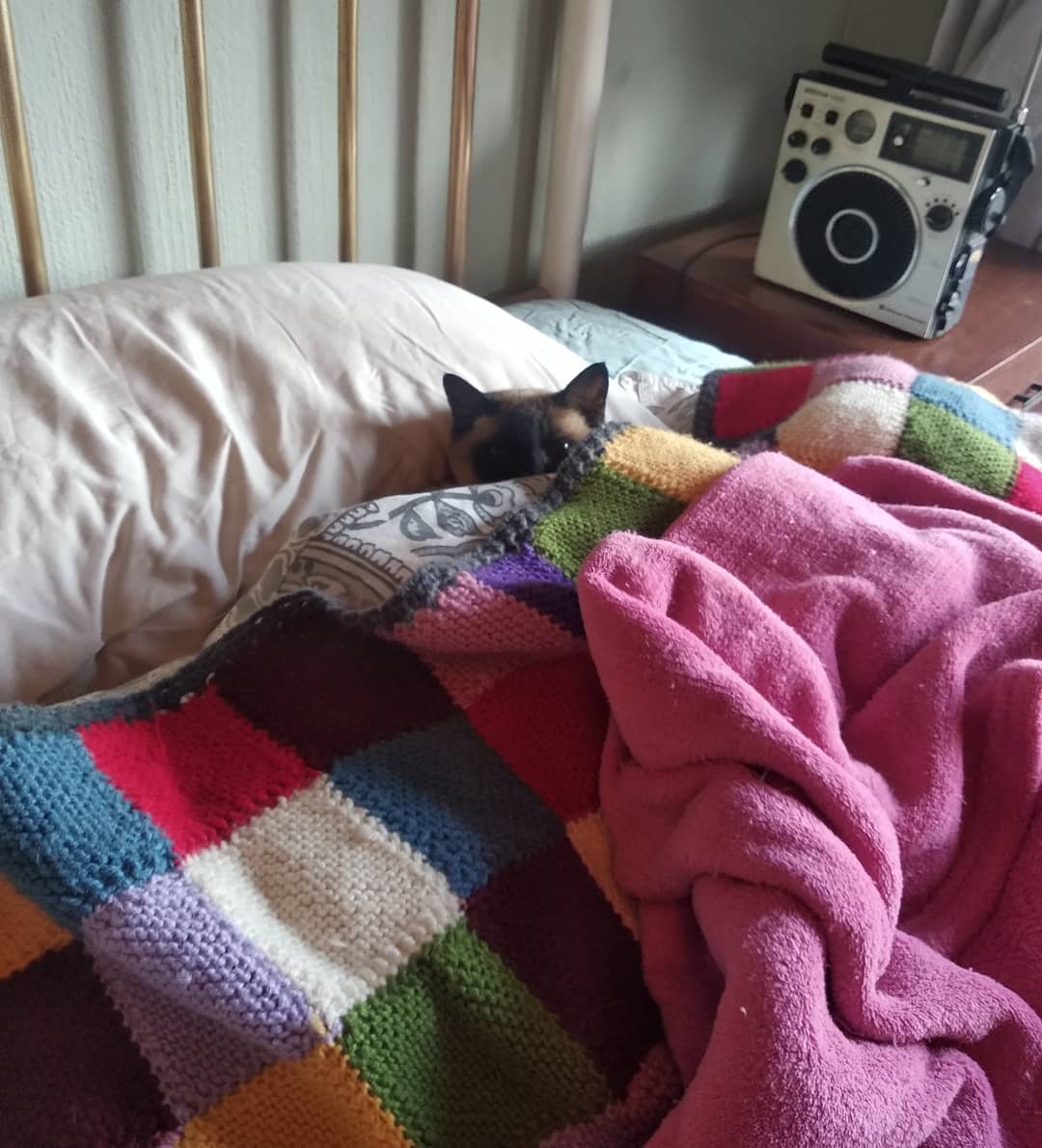 Siamese Cat snuggled up in blanket on the bed